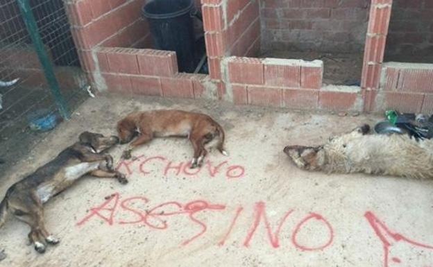 Los perros y la pintada junto a ellos.
