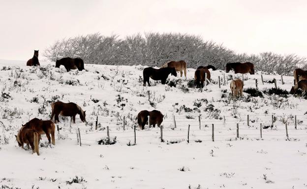 Paisaje nevado en el alto de Ibañeta en Roncesvalles (Navarra)./Iván Aguinaga (Efe)