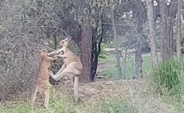 Esto es lo que pasa cuando medias en una pelea de canguros