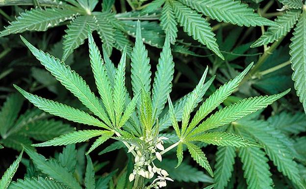 Una planta de cannabis sativa/