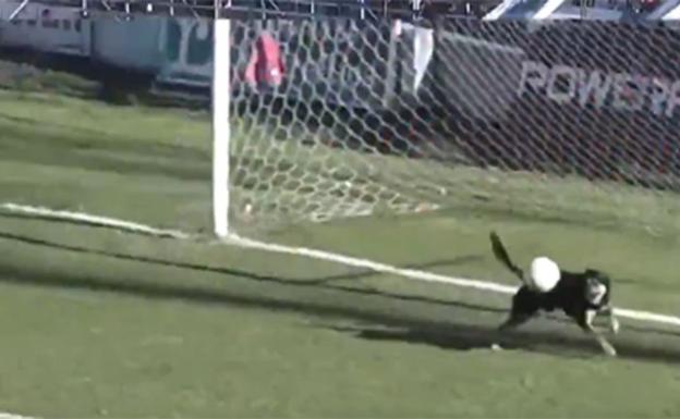 ¡Increíble! Un perro protagoniza la atajada del año en Argentina ¡Increíble! Un perro protagoniza la atajada del año en Argentina