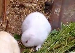 Aparece un conejo sin orejas cerca de Fukushima
