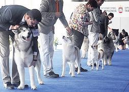 Un perro de aguas se llevó la Copa Canina de Gipuzkoa