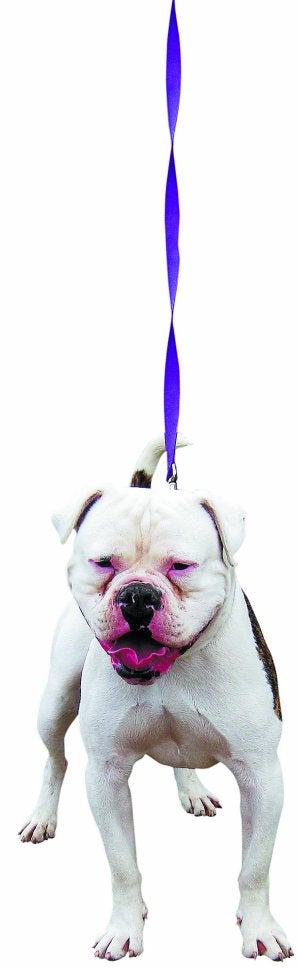 Un perro considerado potencialmente peligroso./