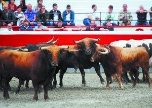 Debú. Varios de los toros de Pedraza de Yeltes en el desencajonamiento de las reses de la feria de San Ignacio. Estos 'colorados' lo harán el 1 de agosto. :: FOTOGRAFÍAS FELIX MORQUECHO/