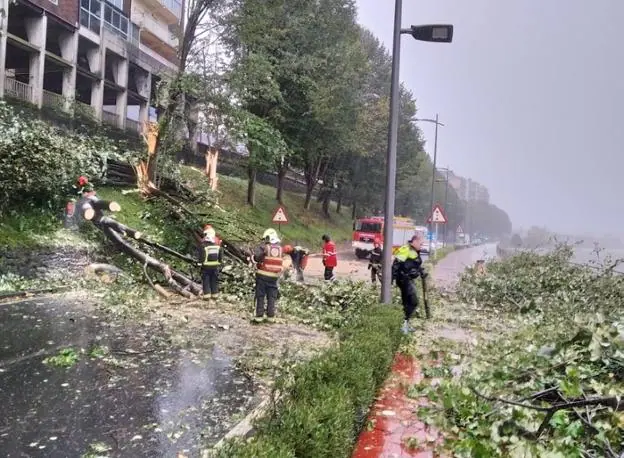 Trabajos de retirada de los árboles que cayeron en Juan Thalamas./