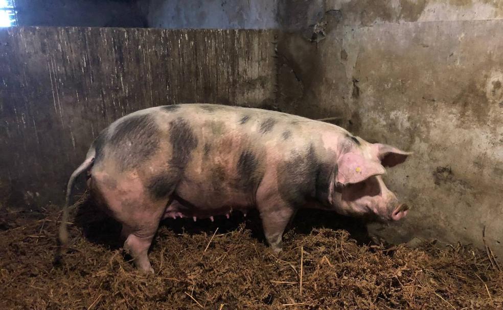 San Sebastián; Una cerda terca para Santo Tomás | El Diario Vasco