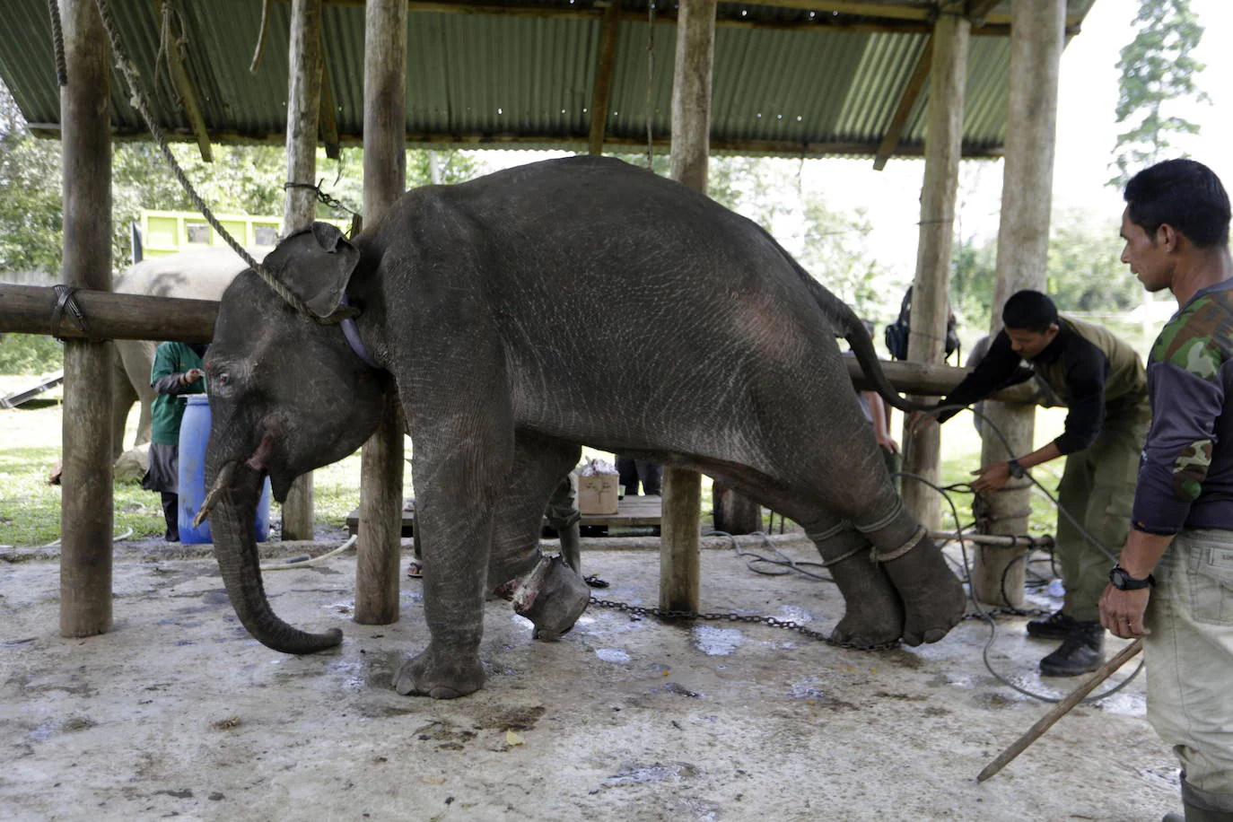 Fotos: Rescate De Un Elefante Atrapado En Una Trampa | El Diario Vasco