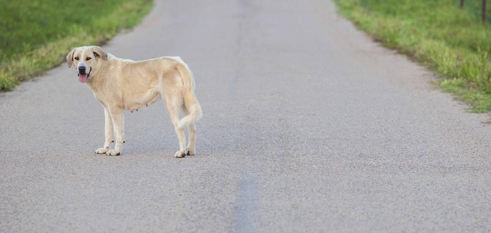 Mas De 300 000 Perros Y Gatos Fueron Abandonados En 19 El Diario Vasco