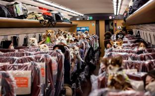 El primer tren de alta velocidad donde los perros viajan a sus anchas