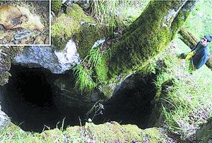 oso tenia a hombre en su cueva